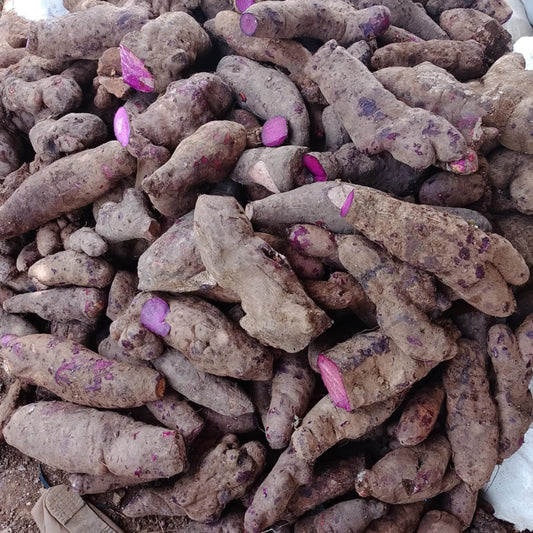Un tas d’ube fraîchement récolté
