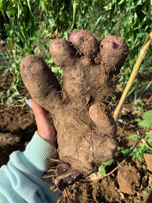 Article Ube 101 – Pilier #1