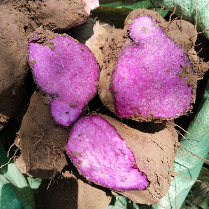 Échantillon Ube Royale