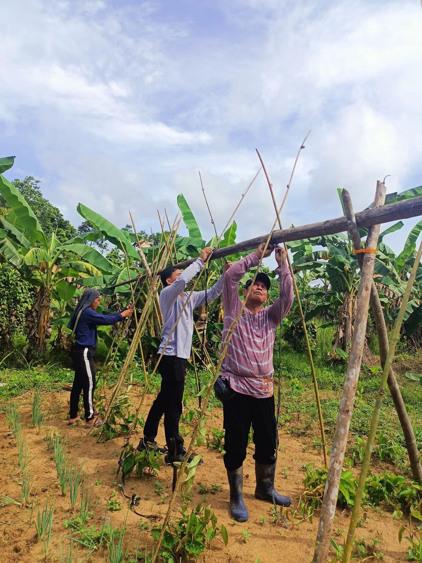 La préparation artisanale de la pousse des champs d'ube à Bohol aux Philippines