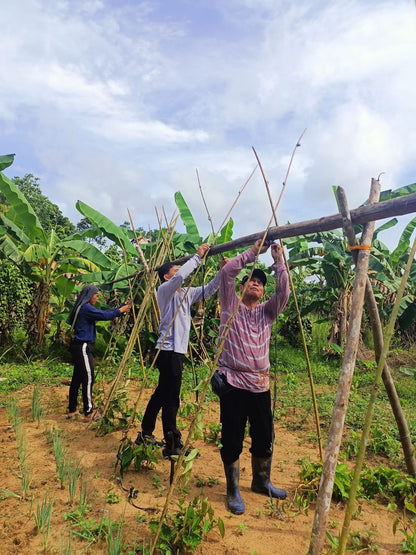 La préparation artisanale de la pousse des champs d'ube à Bohol aux Philippines