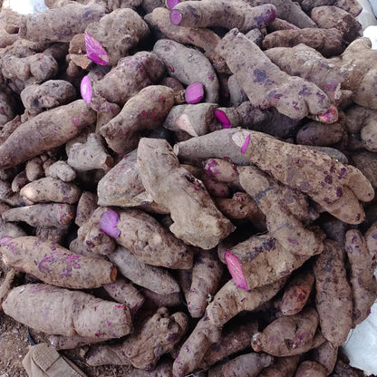 Un tas d’ube fraîchement récolté  